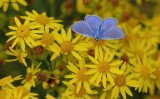 Common Blue